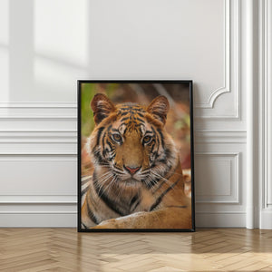 Art Prints of The Tiger Portrait