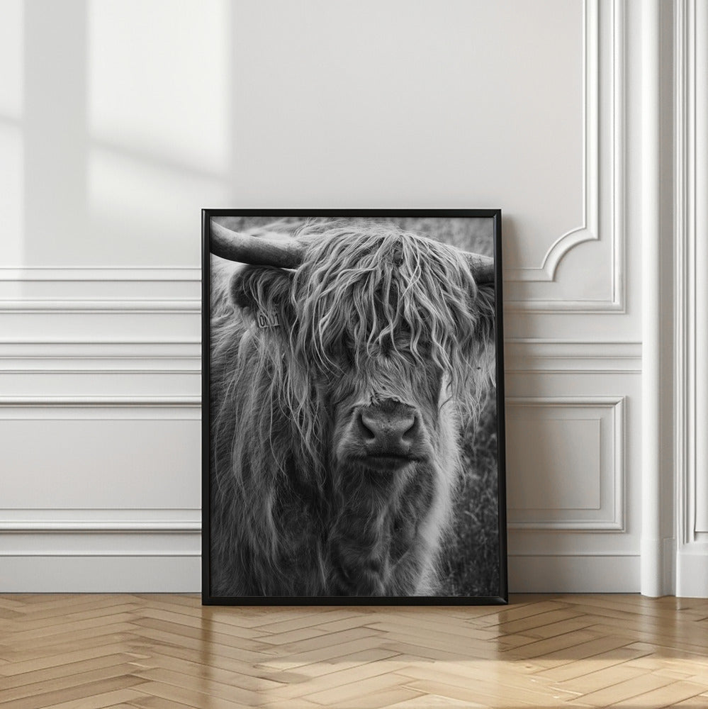 Art Prints of Highland cattle