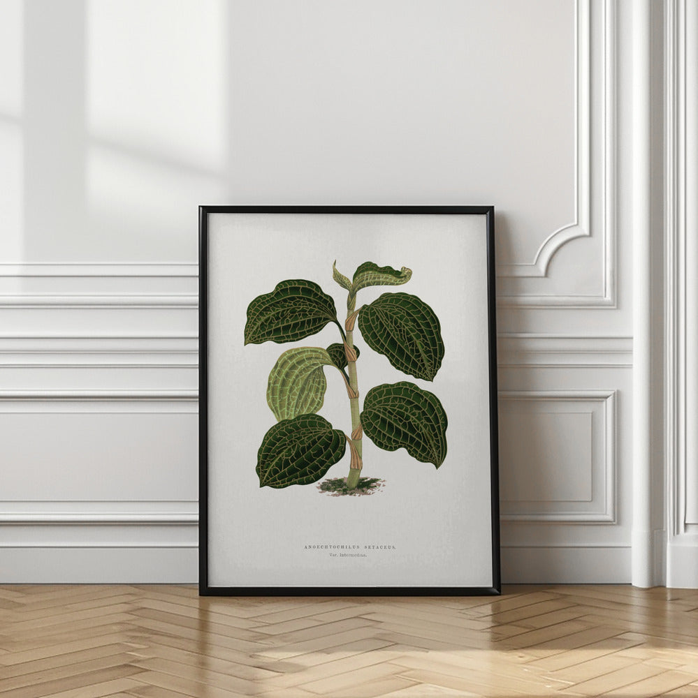 Green Anoechtochilus Setaceus Leaf Illustration