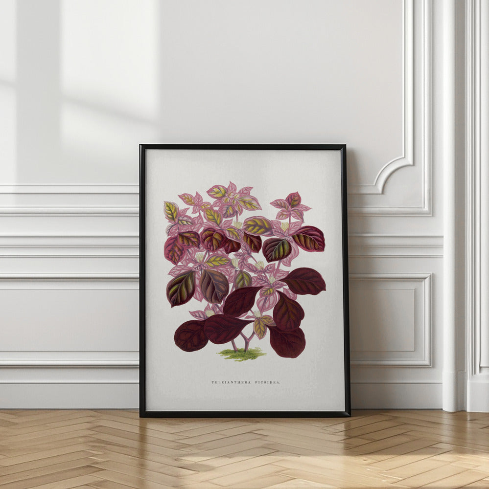 Pink Teleianthera Ficoidea Leaf Illustration