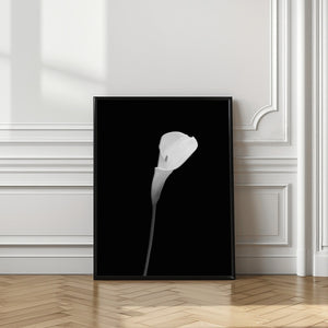 Art Prints of Calla | dark design
