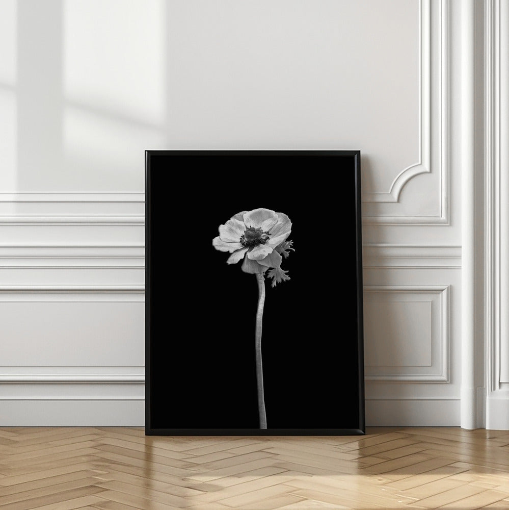 Art Prints of Anemone coronaria | dark design