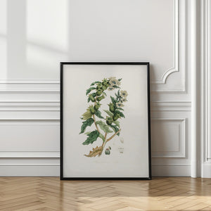 Art Prints of Henbane (hyoscyamus Niger) Medical Botany