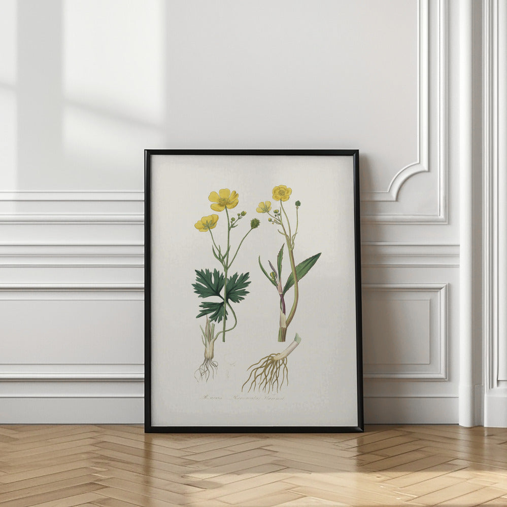 Art Prints of Lesser Spearwort (ranunculus Flammula) Medical Botany