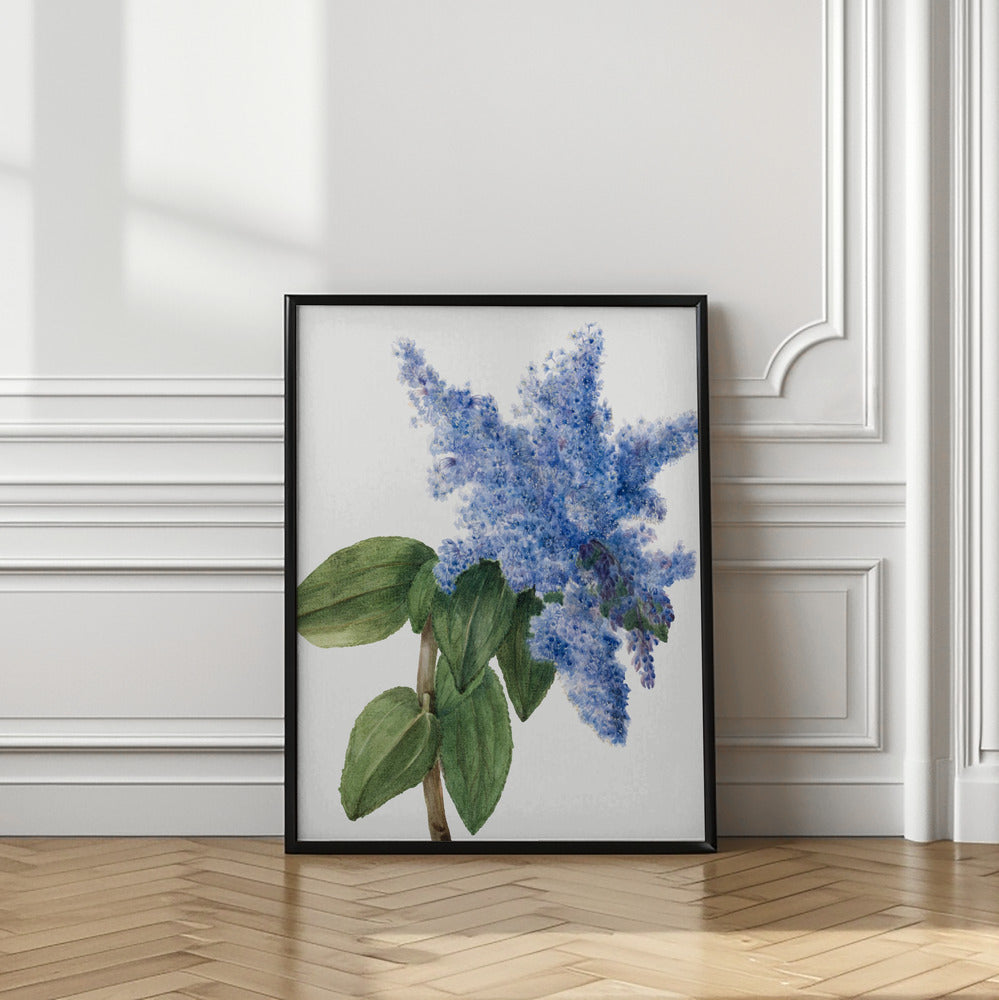 Art Prints of California Lilac (1935)