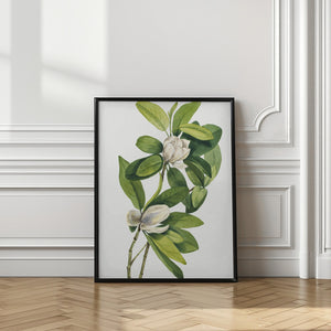 Art Prints of Swamp Magnolia (1918)