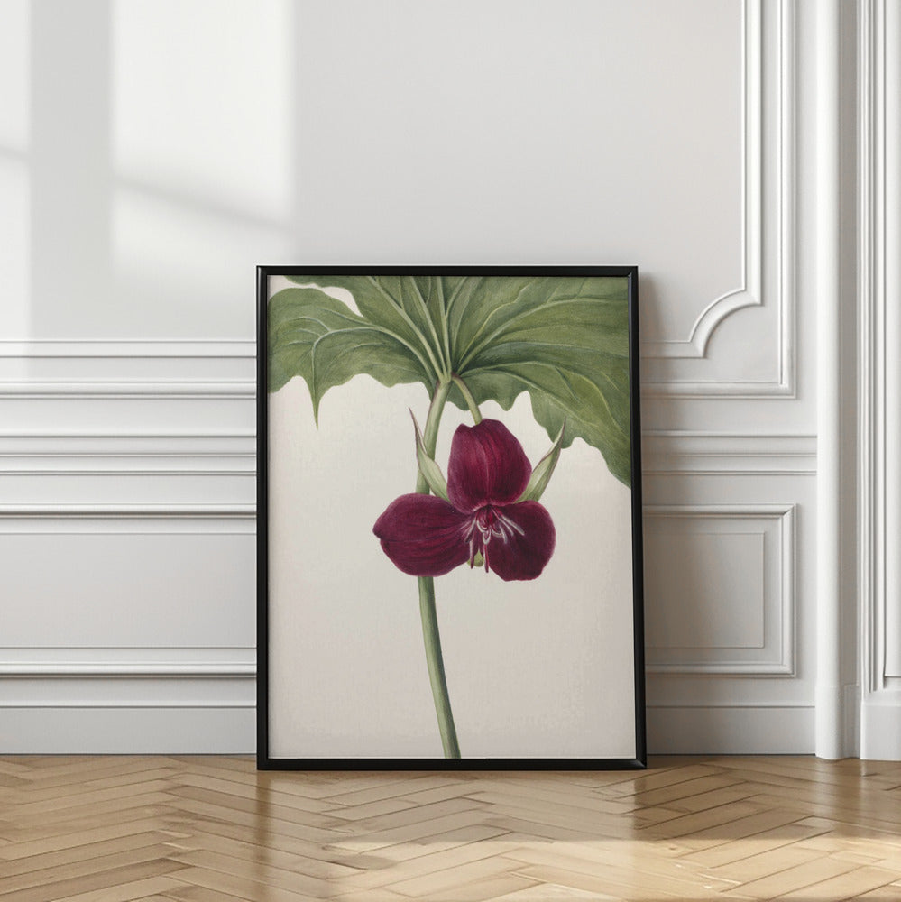 Art Prints of Sweet Trillium