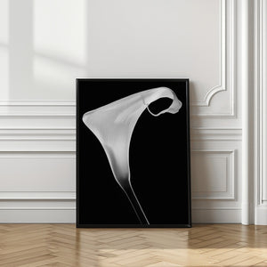 Art Prints of Calla