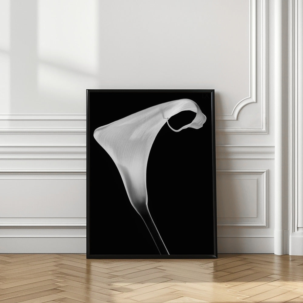 Art Prints of Calla