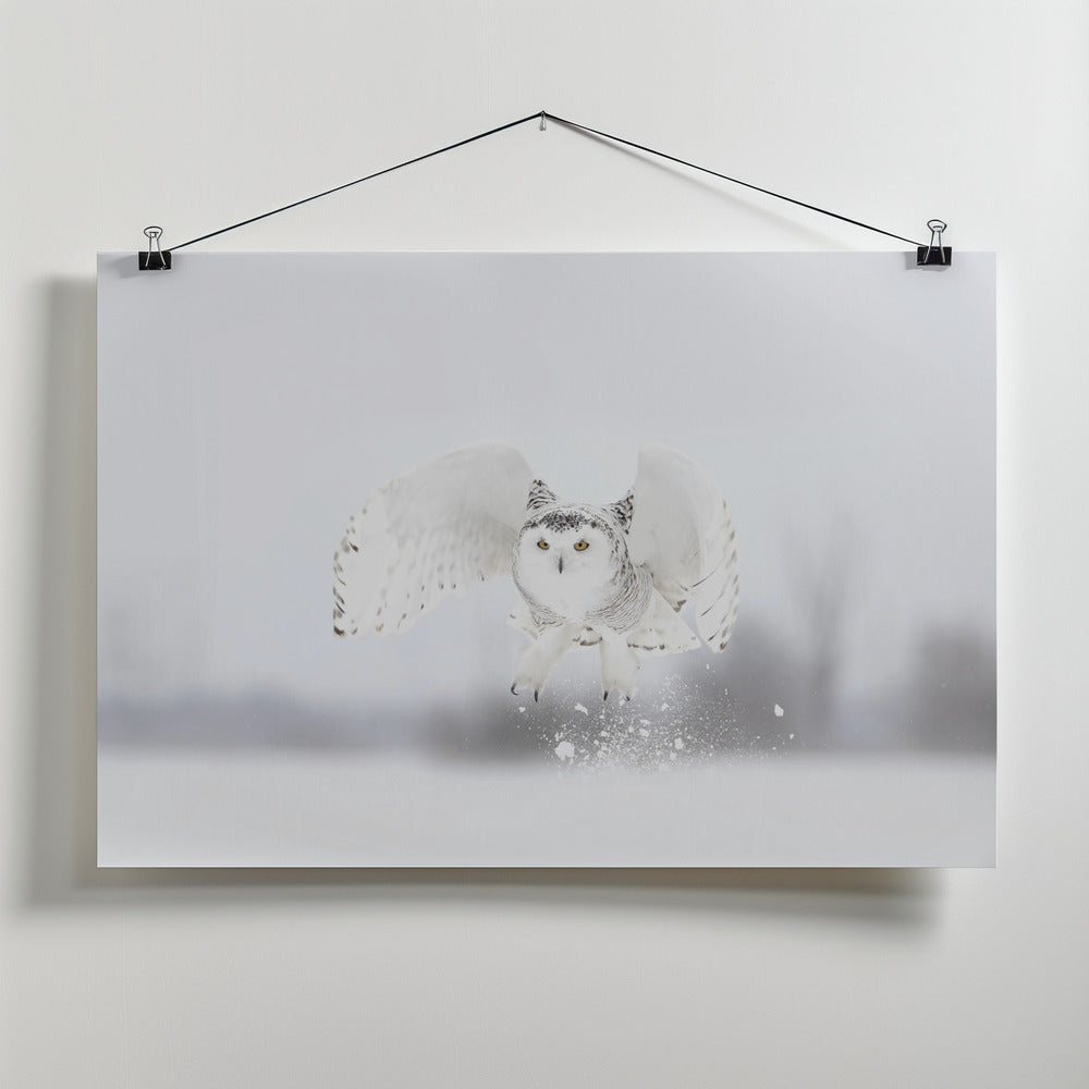 Art Prints of Snowy Owl taking flight