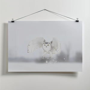 Art Prints of Snowy Owl taking flight