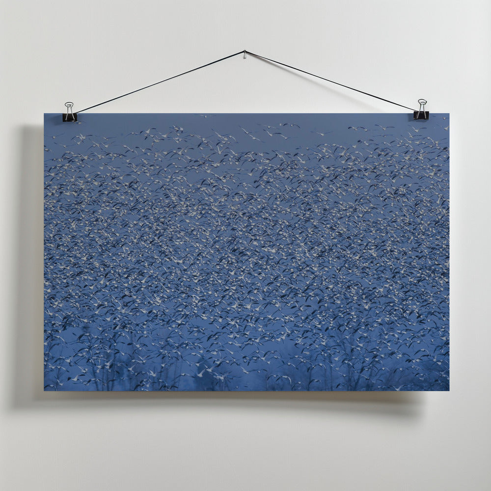 Art Prints of winter blossom