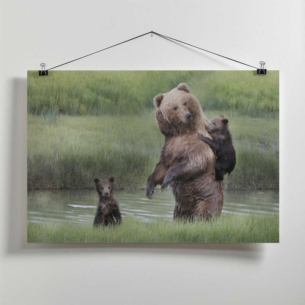 Art Prints of Momma Bear and Her Cubs