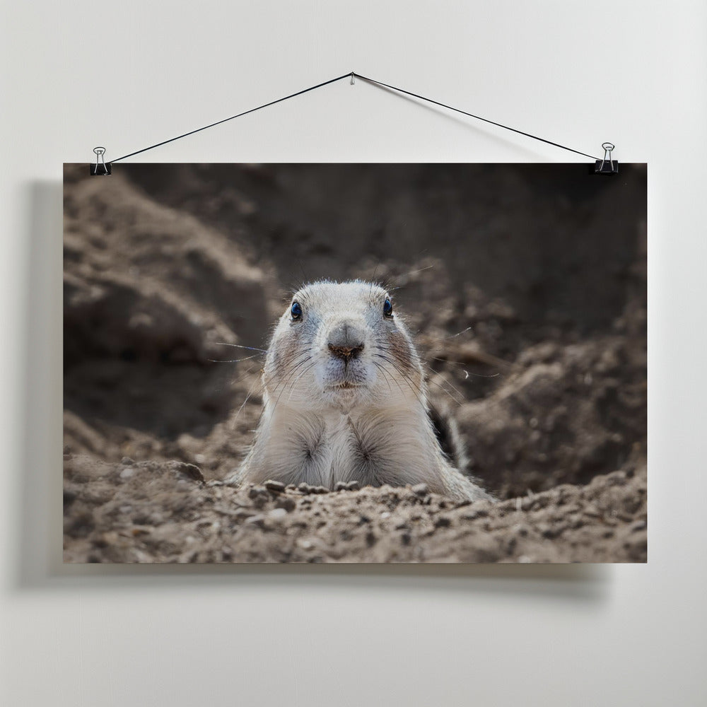 Art Prints of Prairie Dog
