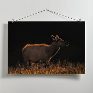 Art Prints of A Cow at Sunset