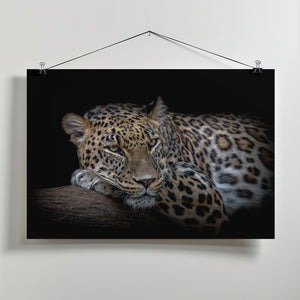Art Prints of Leopard resting