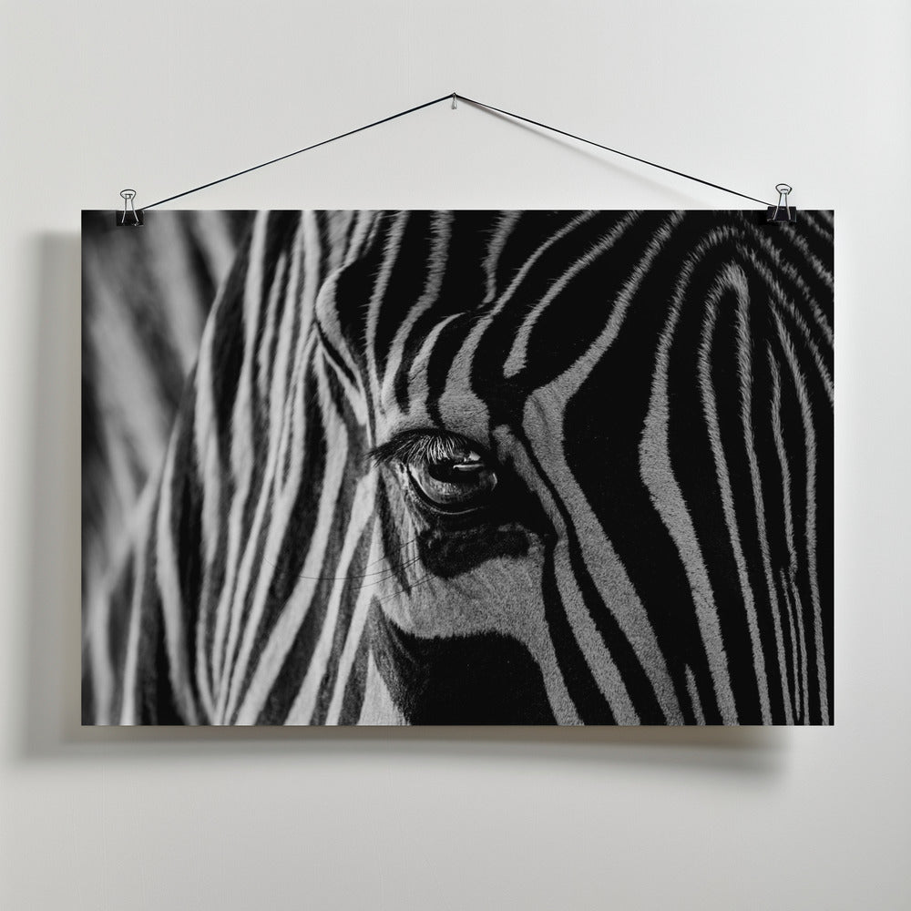 Art Prints of Abstract Zebra