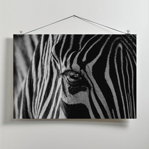 Art Prints of Abstract Zebra
