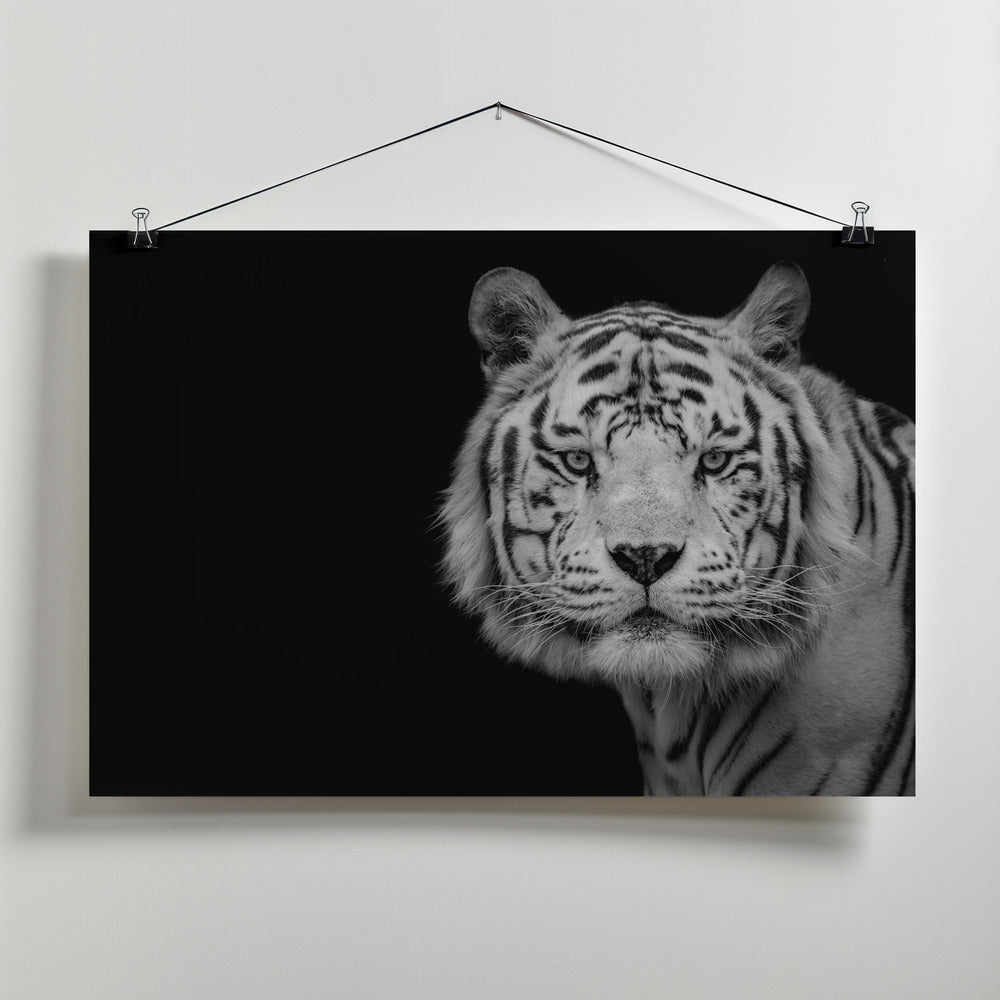 Art Prints of Bengal White Tiger