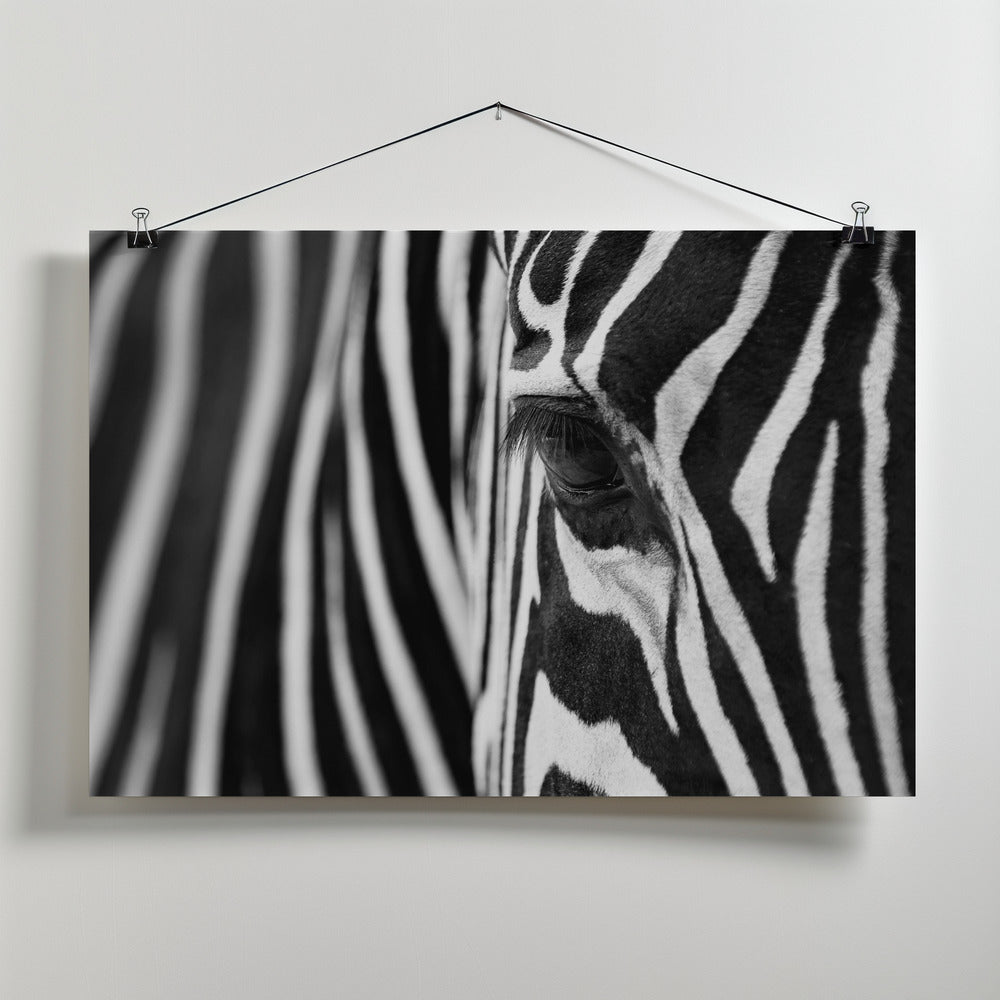 Art Prints of Zebra Maze