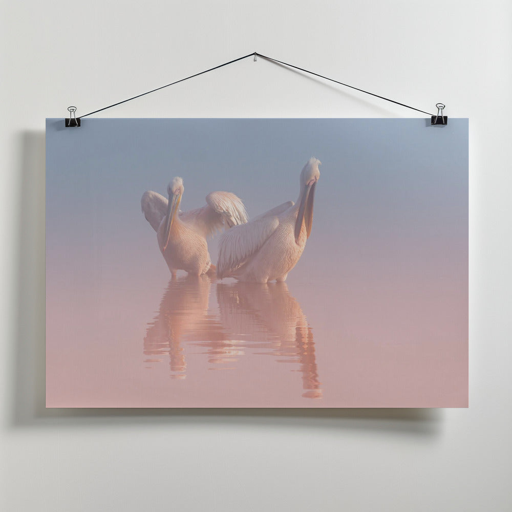 Art Prints of Two Pelicans