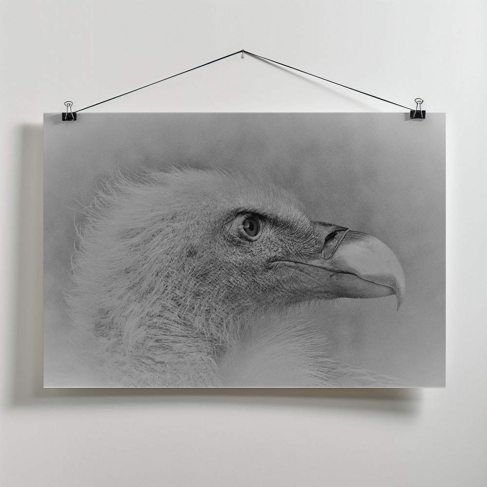 Art Prints of Bald eagle