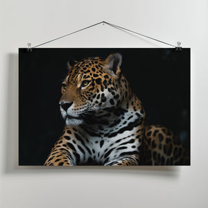 Art Prints of Captive wild