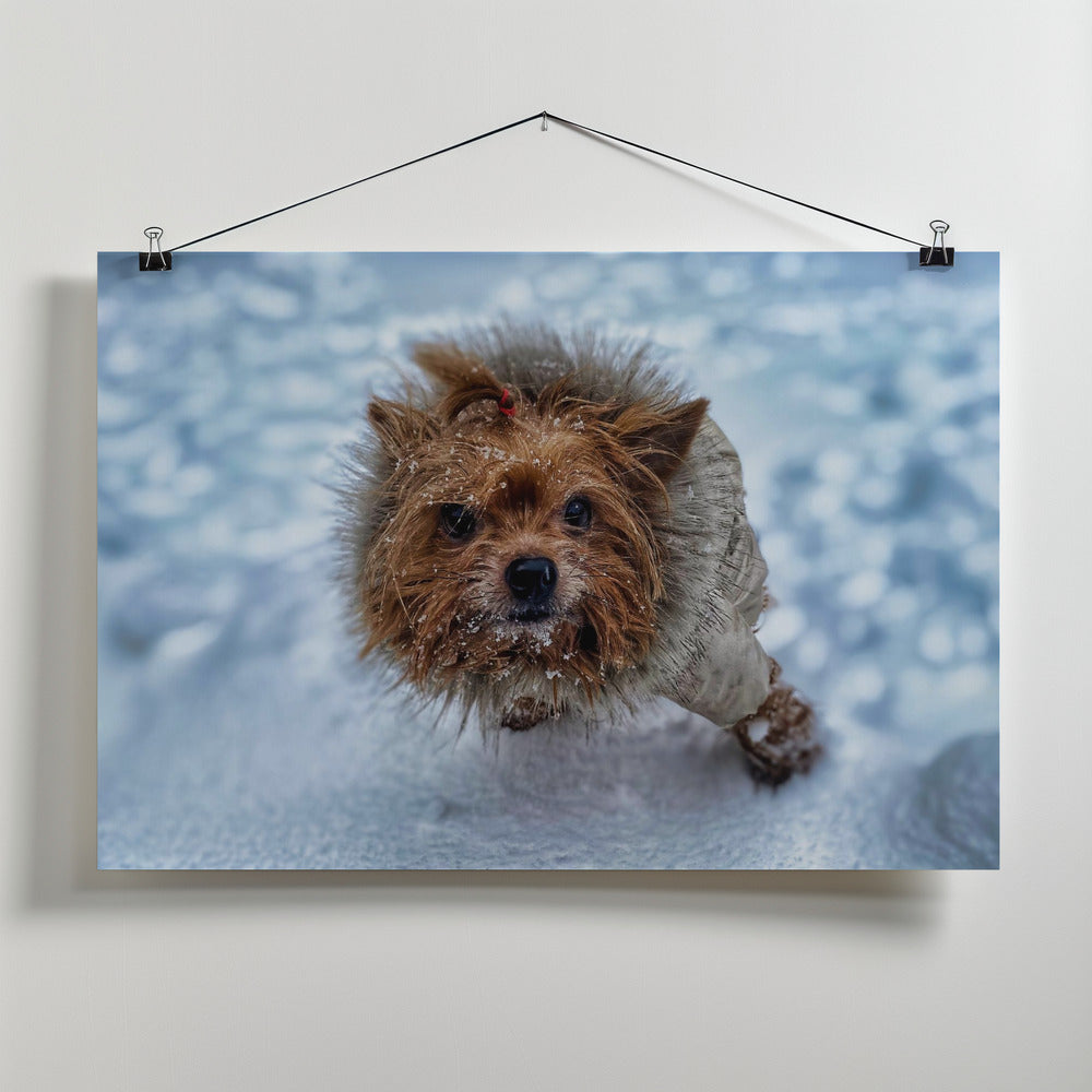 Art Prints of Lola - my Hellhound