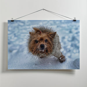 Art Prints of Lola - my Hellhound