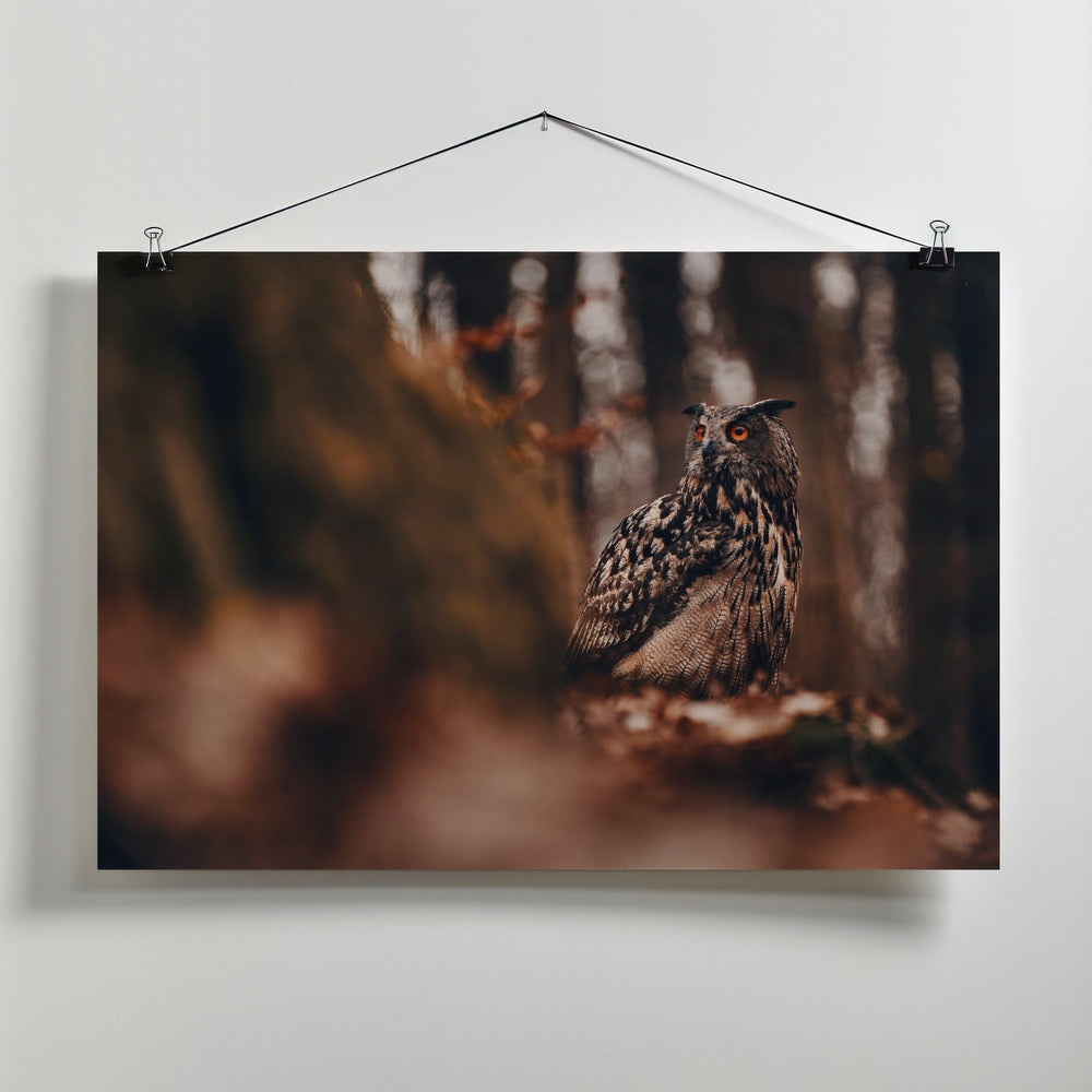 Art Prints of Eurasian eagle-owl (Bubo bubo)