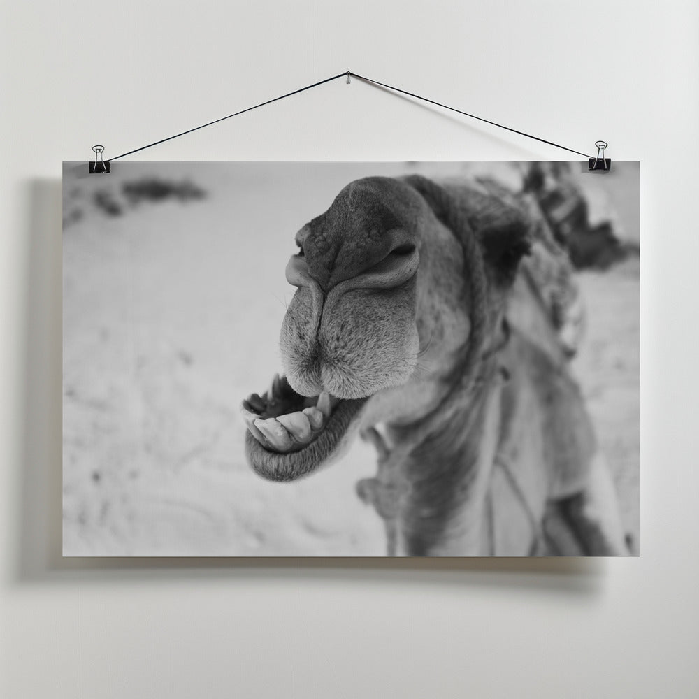 Art Prints of dromedary