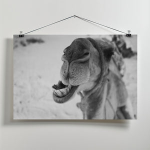 Art Prints of dromedary