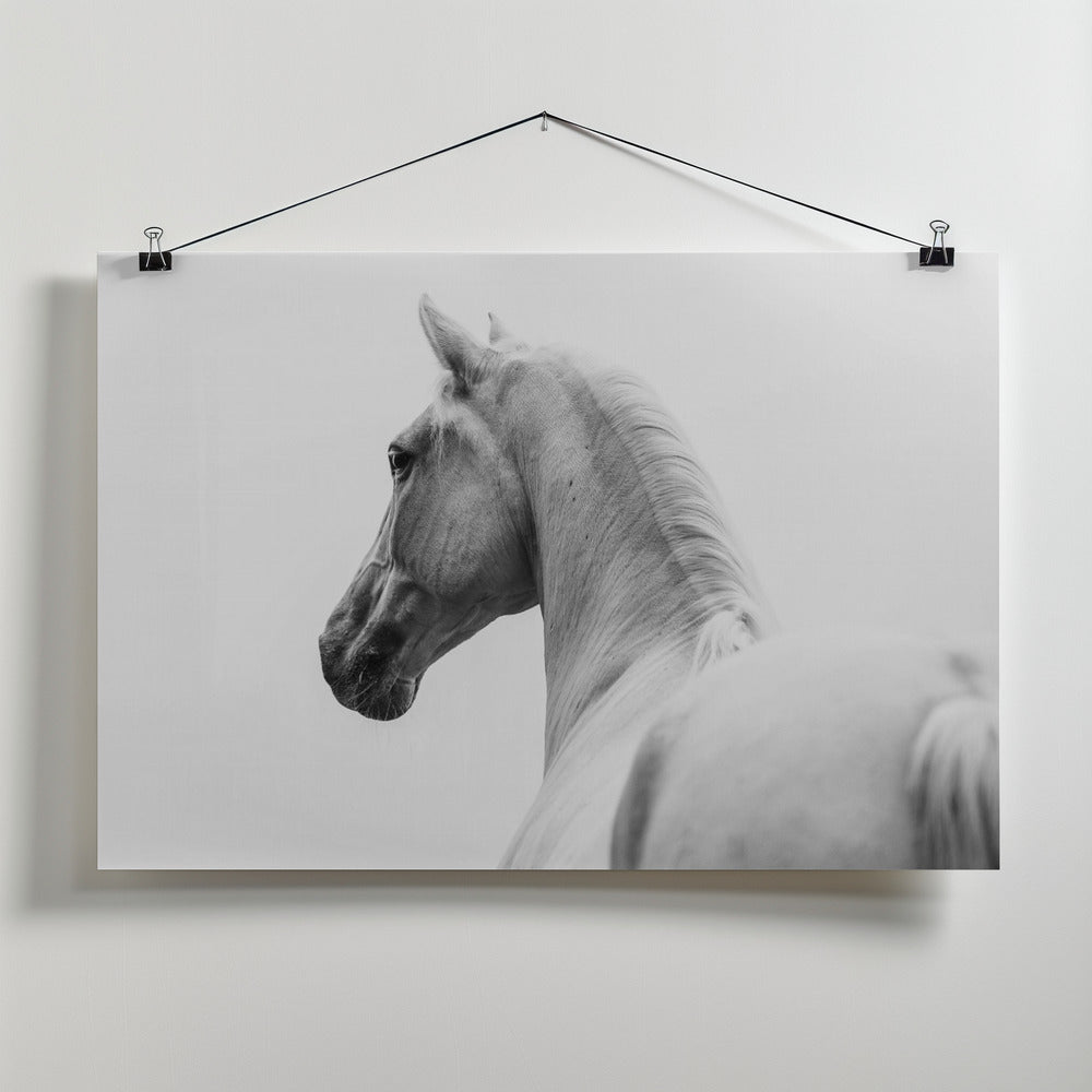 Art Prints of a short story about a shorn horse