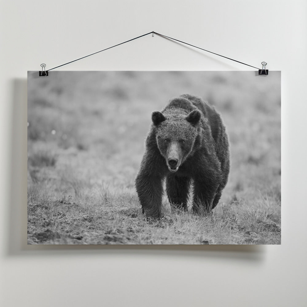 Canvas Art Print The Bear is here