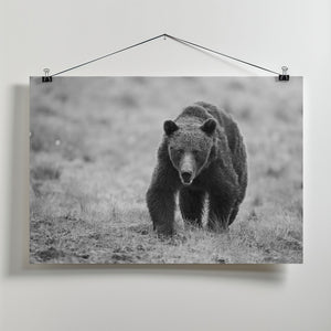 Canvas Art Print The Bear is here