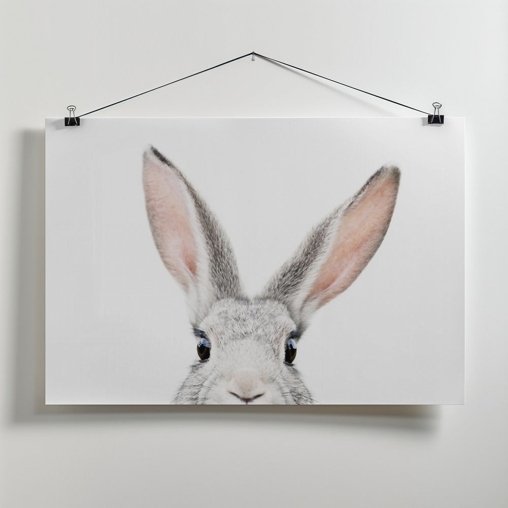 Canvas Art Print Peeking Bunny