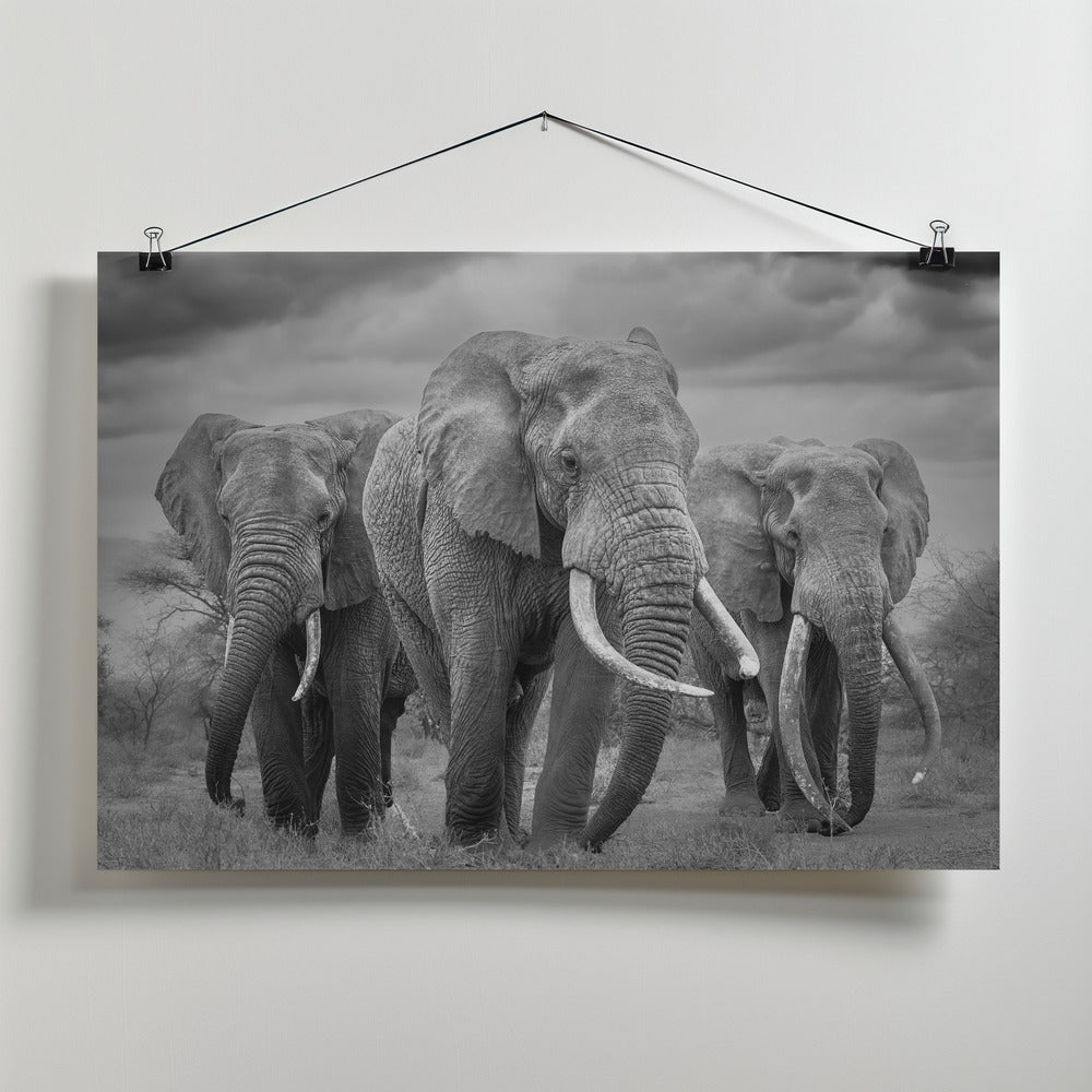 Canvas Art Print The Bull Trio!