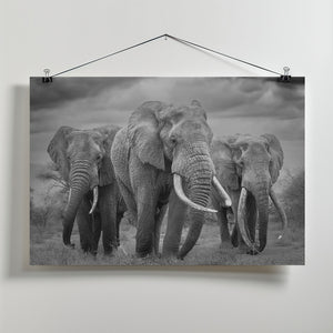 Canvas Art Print The Bull Trio!