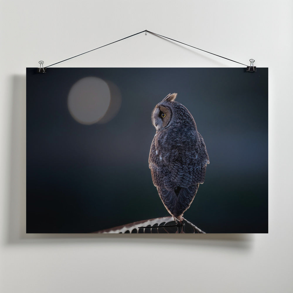 Canvas Art Print Night Watcher