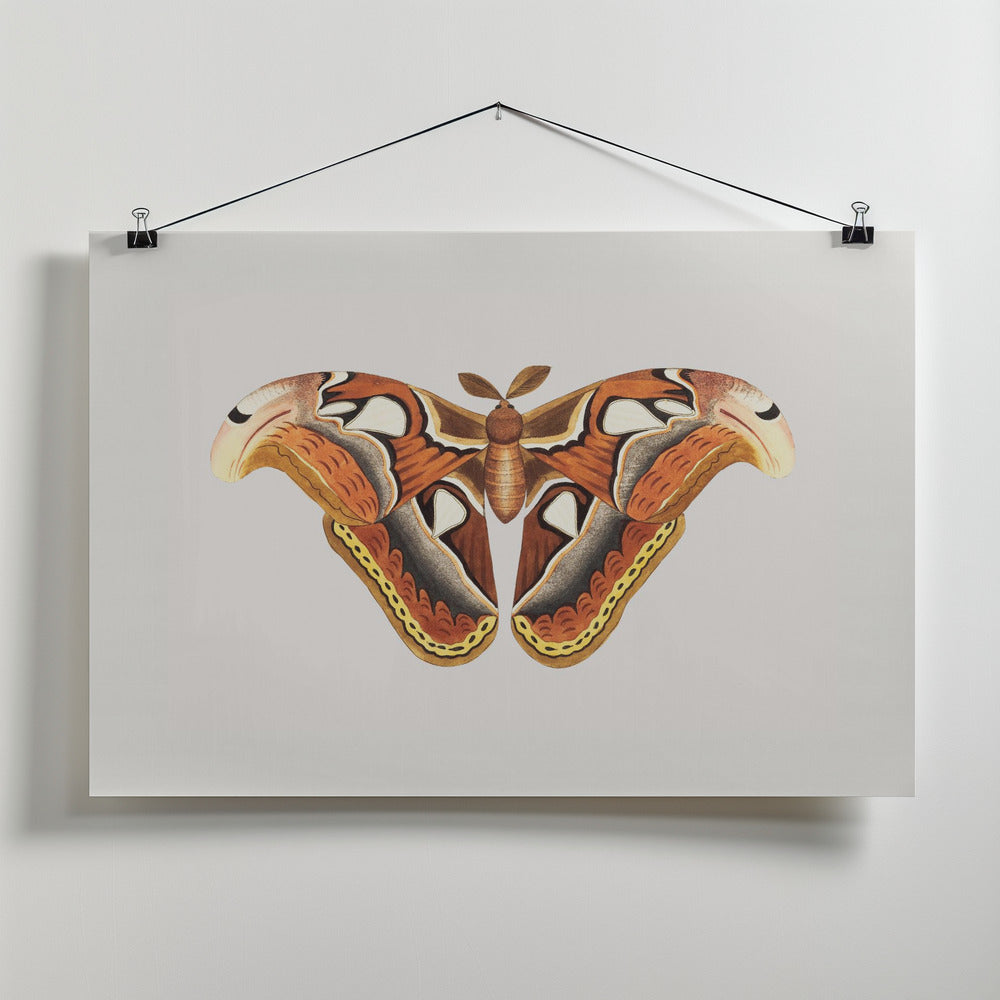 Atlas Moth
