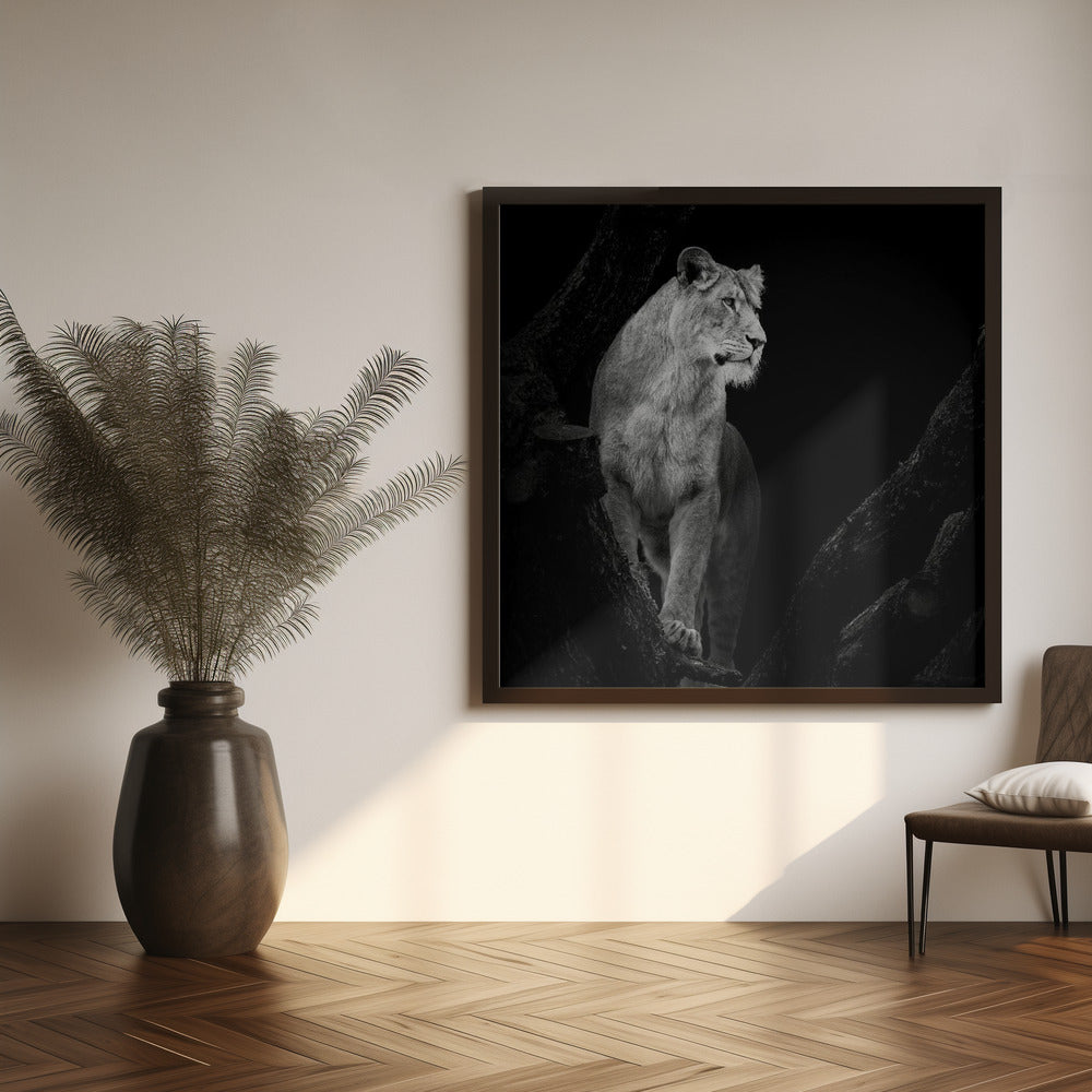 Art Prints of Lioness