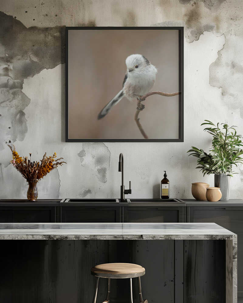 a White-headed Long-tailed Tit