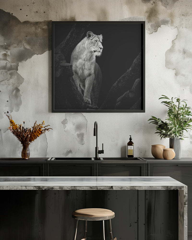 Art Prints of Lioness