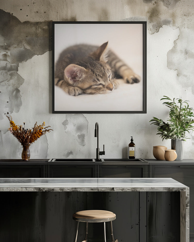 Art Prints of Kitten