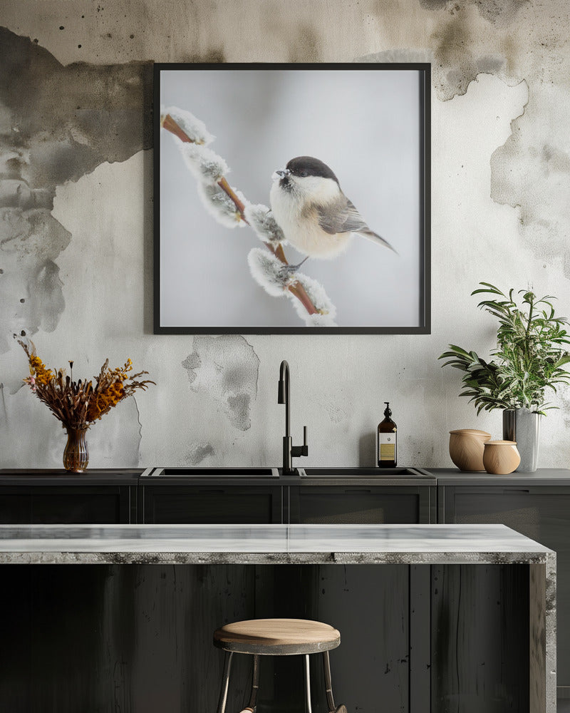 Willow tit in winter.