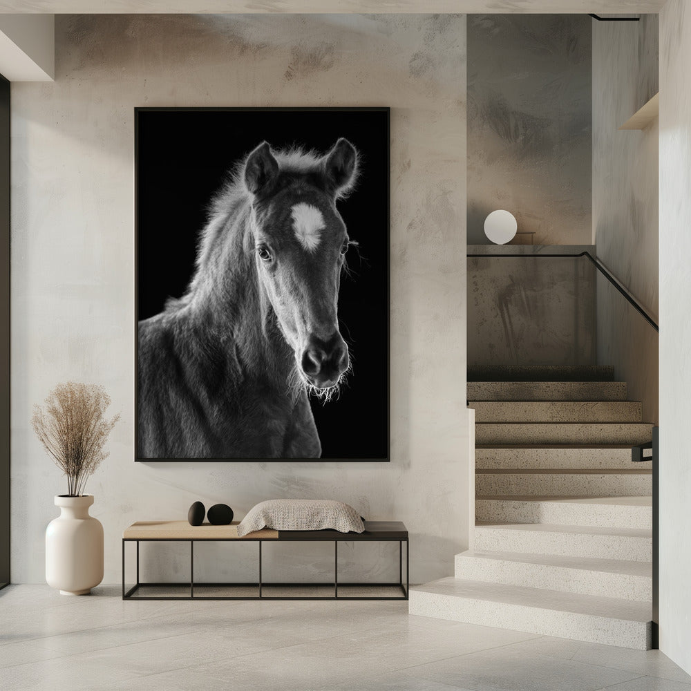 Art Prints of young filly