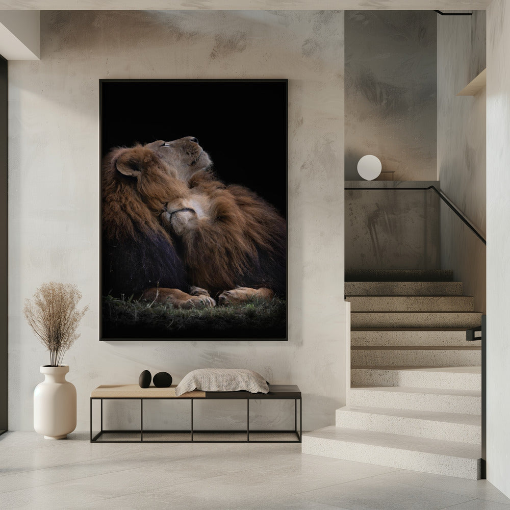 Art Prints of Two lions
