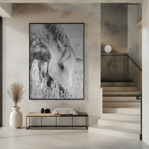 Art Prints of stallion