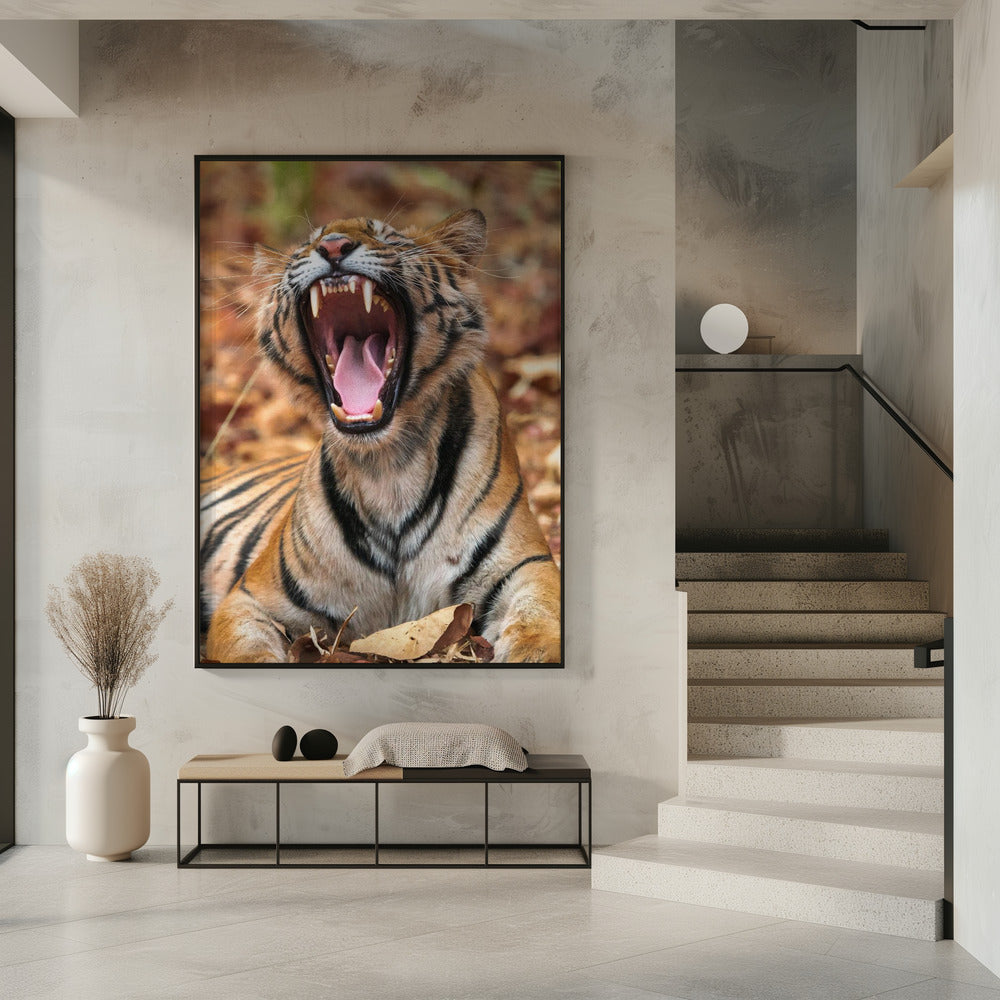Art Prints of The Yawning Tiger