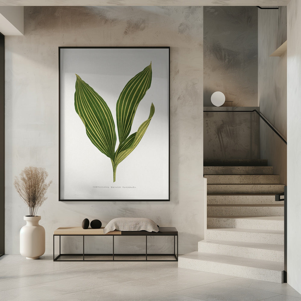 Lily of the Valley Leaf Illustration